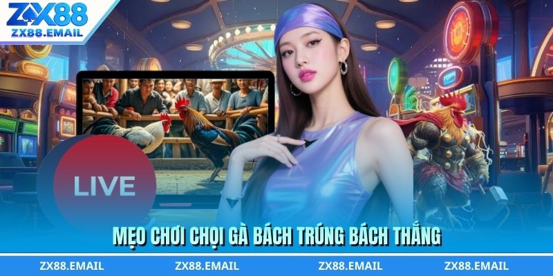 Mẹo chơi chọi gà bách trúng bách thắng