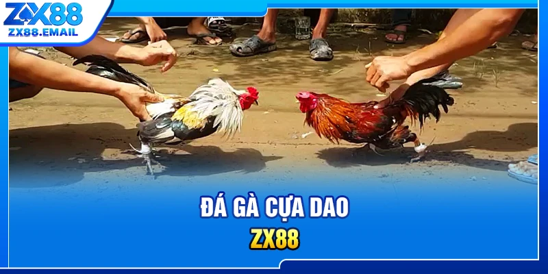 Đá gà cựa dao ZX88