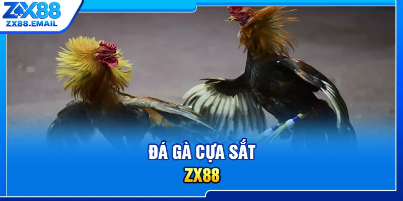  Đá gà cựa sắt ZX88
