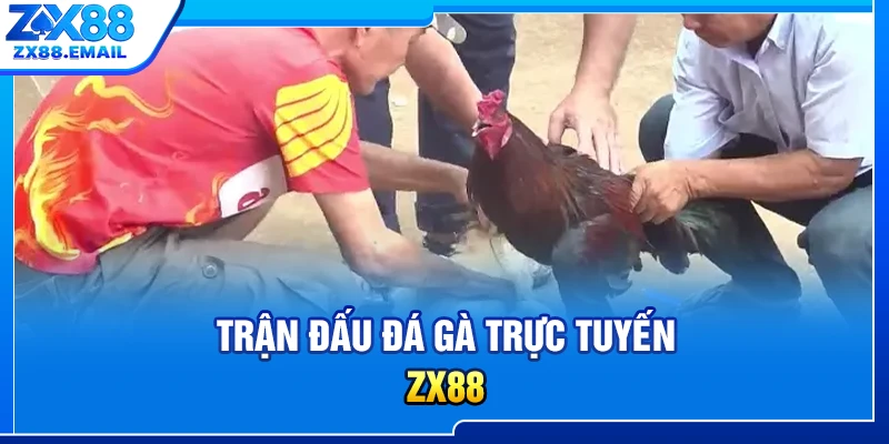Trận đấu đá gà trực tuyến ZX88
